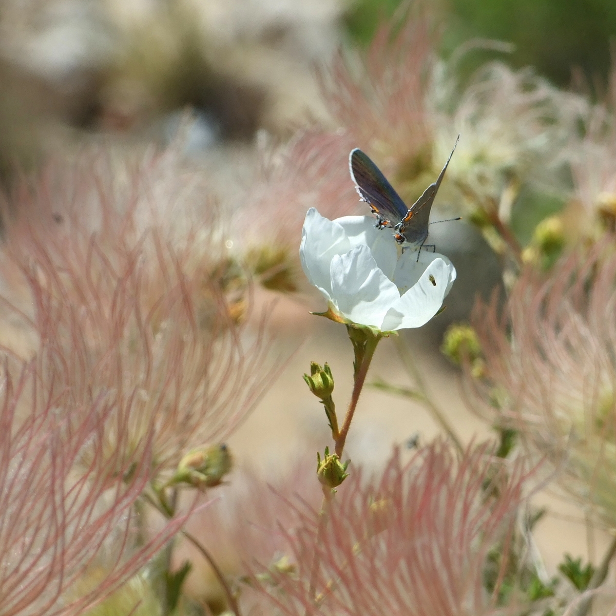 Fauna and Flora at Franklin Mountains State Park, El Paso, Texas